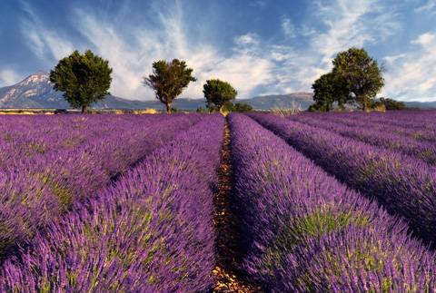 Lavendel - Lavandula