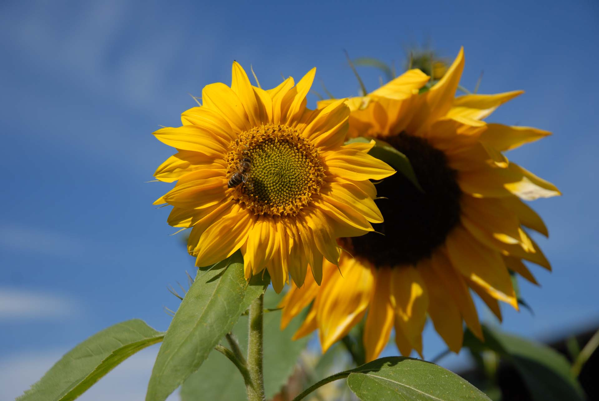 Sonnenblume - Helianthus annuus
