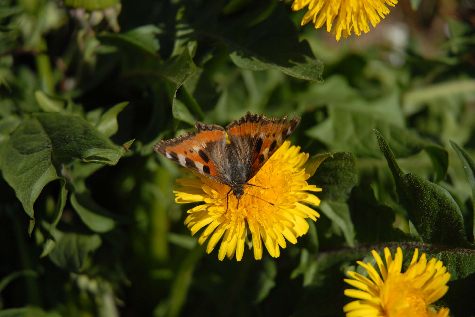Löwenzahn - Taraxacum officinale
